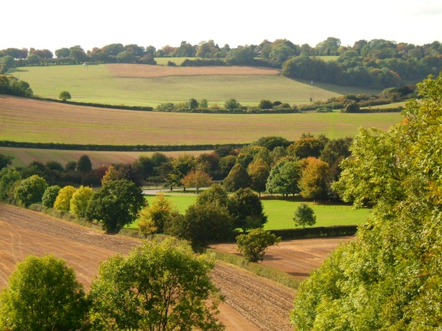 Autumn trees and fields