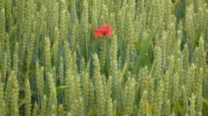 poppy wheat1 NK