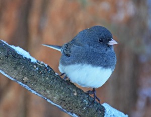 Dark Eyed Junco