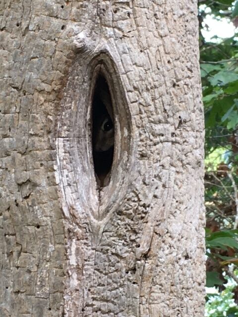 A chipmunk, hiding inside of a hollow tree, is peeking out curiously and cautiously at a human passing by